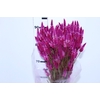 CELOSIA RABO DE GATO 070 CM PINK