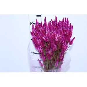 CELOSIA RABO DE GATO 070 CM PINK