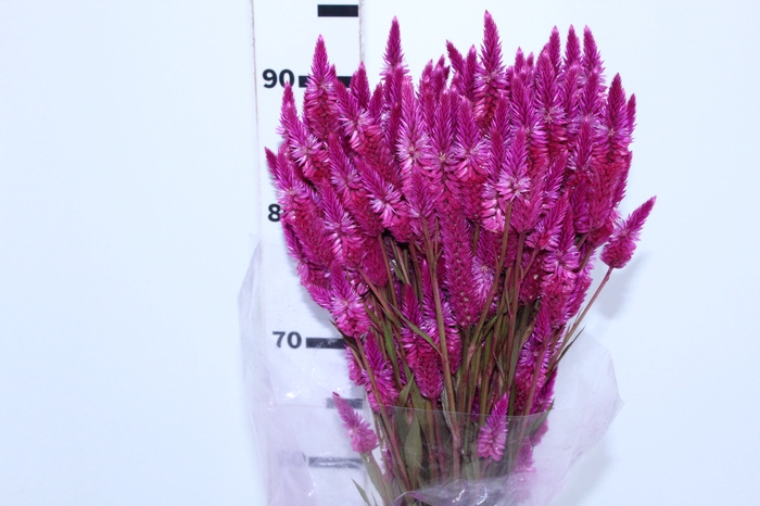 <h4>CELOSIA RABO DE GATO 070 CM PINK</h4>