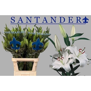 Lelie Or Santander