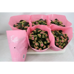 Gevuld 15 cm Weaver Brilliant (licht-roze)