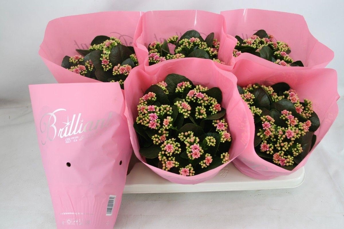 <h4>Gevuld 15 cm Weaver Brilliant (licht-roze)</h4>