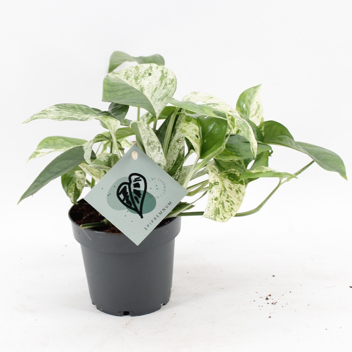 <h4>Epipremnum Marble Variegata</h4>