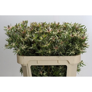 LEUCAD AYOBA ST PEAR