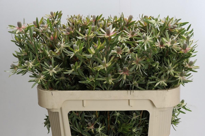 <h4>LEUCAD AYOBA ST PEAR</h4>