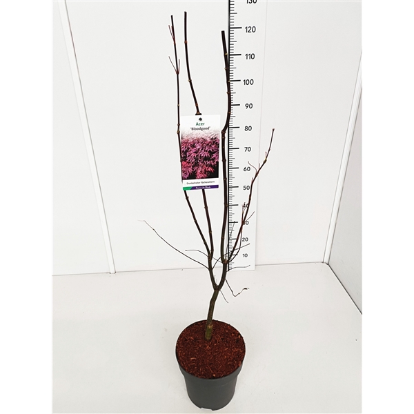 <h4>Acer palm. 'Bloodgood' 50-60C7</h4>