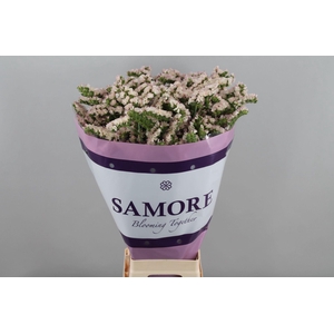 LIMONIUM SINUATUM 'APRICOT SUN BIR'
