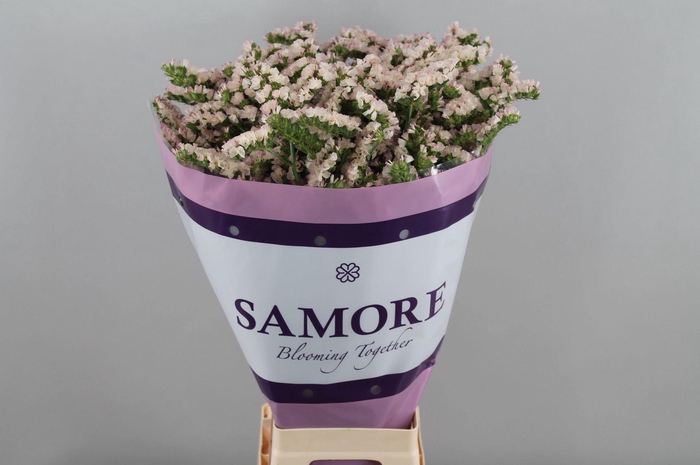 <h4>LIMONIUM SINUATUM 'APRICOT SUN BIR'</h4>