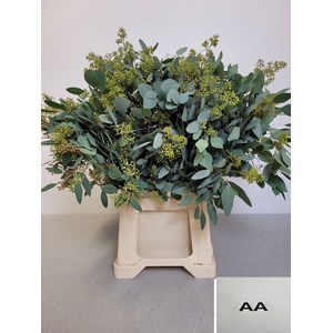 EUC POP BES PB EXTRA