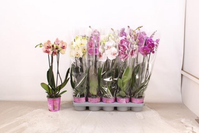 <h4>PHAL GEM 5 KL</h4>