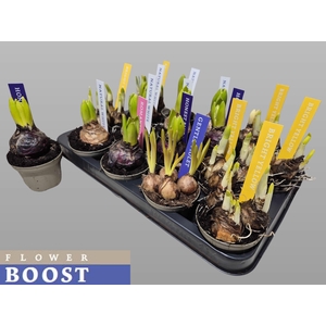 !! PROMO !! BULBS MIX P8