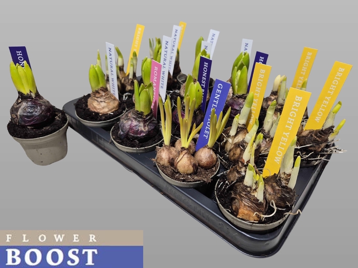 <h4>!! PROMO !! BULBS MIX P8</h4>