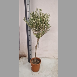 OLEA EUROPAEA