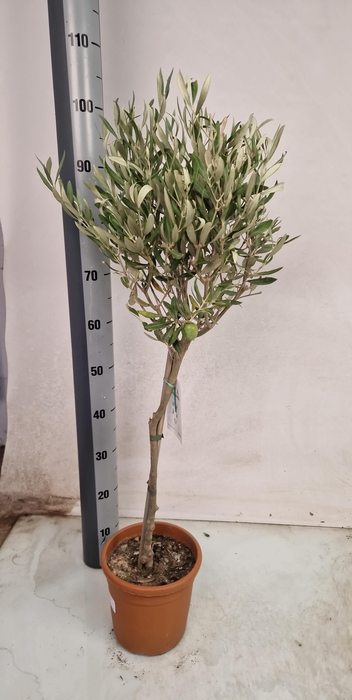 <h4>OLEA EUROPAEA</h4>