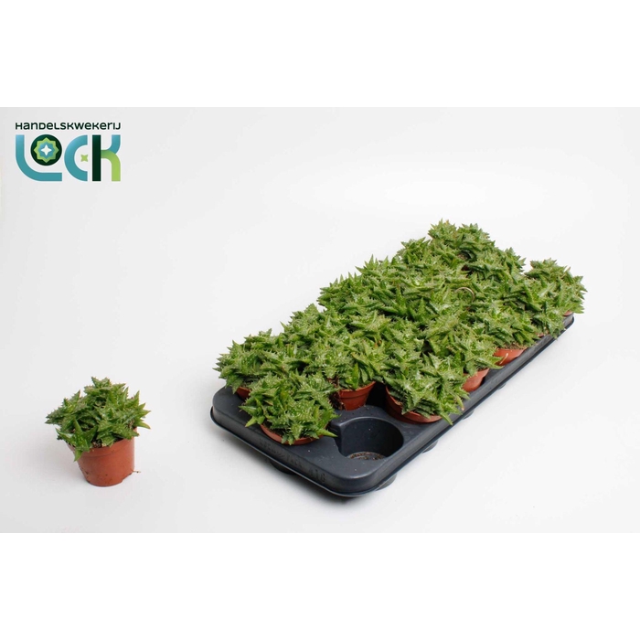<h4>ALOE OV</h4>