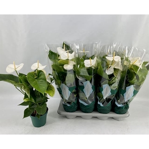 Anthurium Samora 14Ø 50cm 5fl