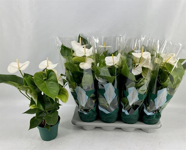 Anthurium Samora 14Ø 50cm 5fl