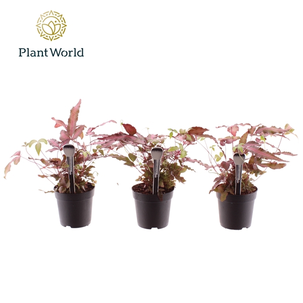 <h4>Pteris cretica 'Albolineata' 7 cm Make-Upz Roze</h4>