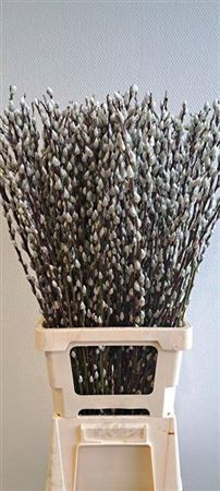 <h4>T Salix Ca Snow Flake 100cm</h4>