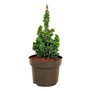 Thuja occ. Primo