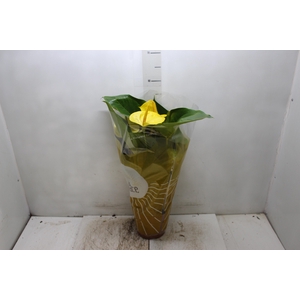 ANTHURIUM COLOURS AMARELO P17