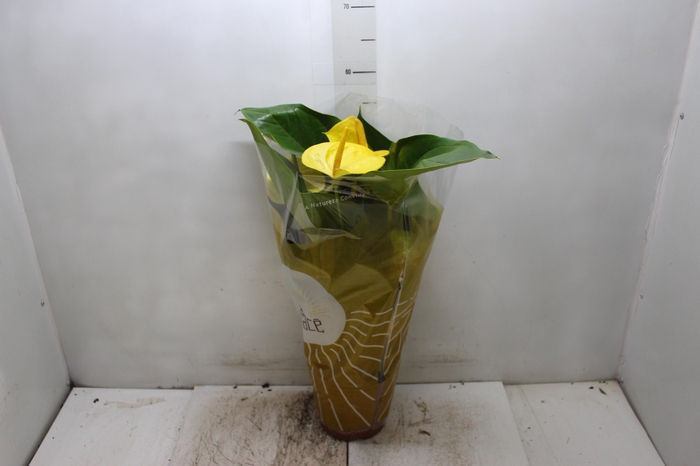 <h4>ANTHURIUM COLOURS AMARELO P17</h4>