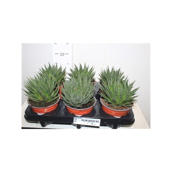 <h4>Aloe Aristata</h4>