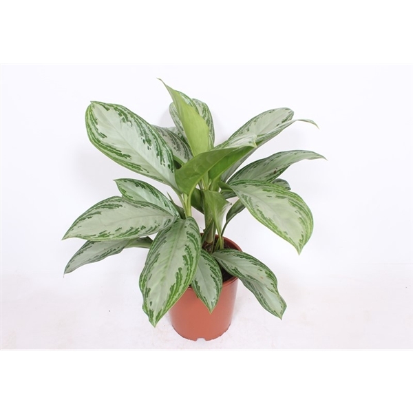 <h4>Aglaonema Silver Bay</h4>