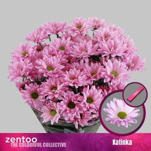 CHRYSANTHEMUM TR 'KATINKA'