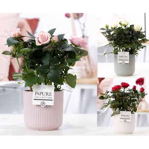Rosa gemengd in P&PURE Sophie ceramics ass. 3