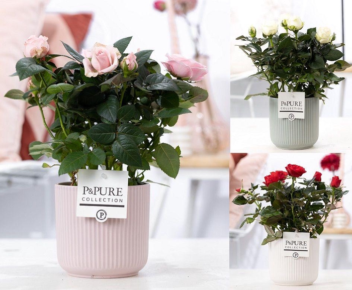 <h4>Rosa gemengd in P&PURE Sophie ceramics ass. 3</h4>