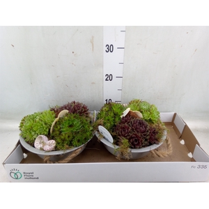 Arr.  Sempervivum L%