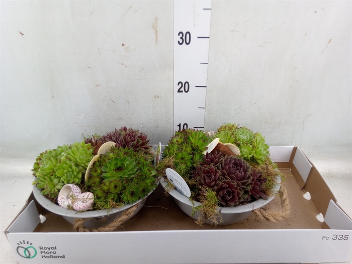 <h4>Arr.  Sempervivum L%</h4>