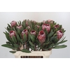 Protea Pink Ice