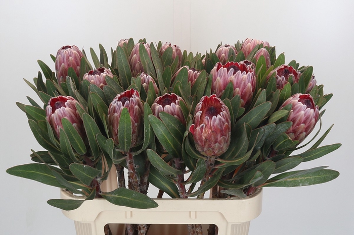 <h4>Protea Pink Ice</h4>