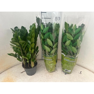 ZAMIO ZAMIIFOLIA