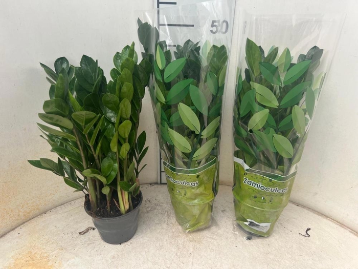 <h4>ZAMIO ZAMIIFOLIA</h4>