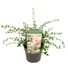 Osmanthus
