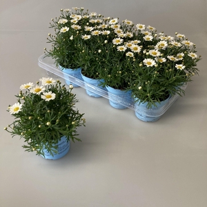 Argyranthemum Frutescens Margriet Struik wit