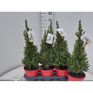 PICEA GL PERFECTA