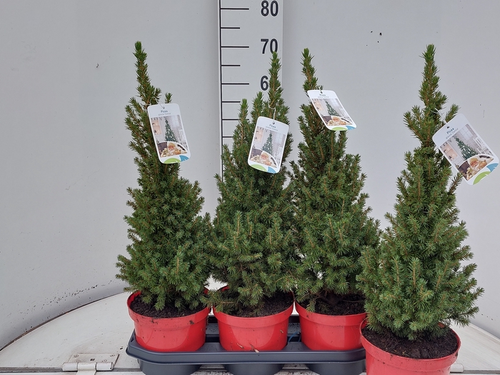 <h4>PICEA GL PERFECTA</h4>