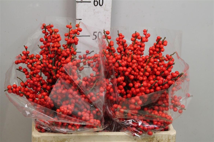 <h4>Ilex Ve Rode Bes</h4>