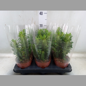 Euphorbia trigona