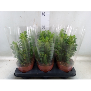 Euphorbia trigona