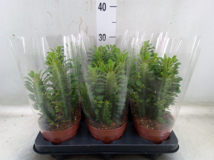 <h4>Euphorbia trigona</h4>