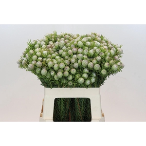 Leucadendron Ayoba Jade Pearl Spray