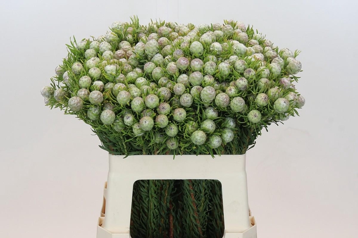 <h4>Leucadendron Ayoba Jade Pearl Spray</h4>