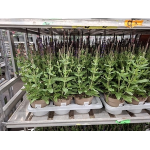 Salvia x sylvestris Blue Marvel