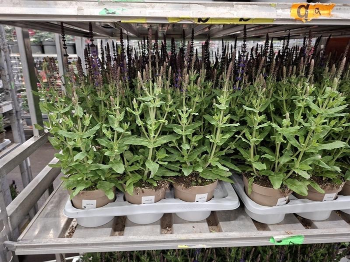 <h4>Salvia x sylvestris Blue Marvel</h4>