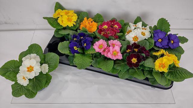 <h4>PRIM AC EBLO GEM</h4>